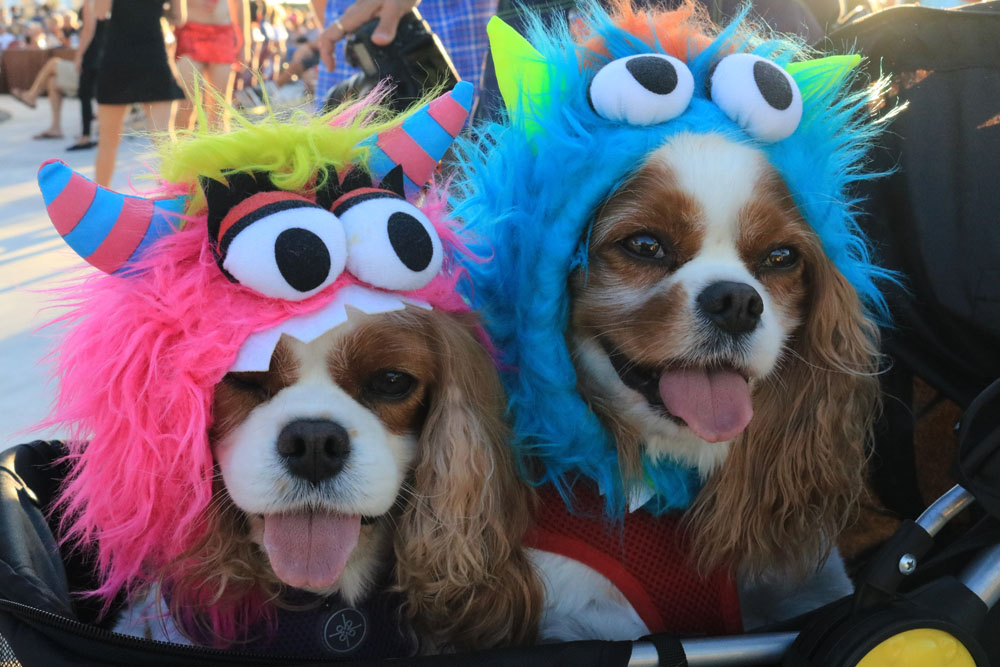 Pet Masquerade 2018 photo - Duval Street, Key West
